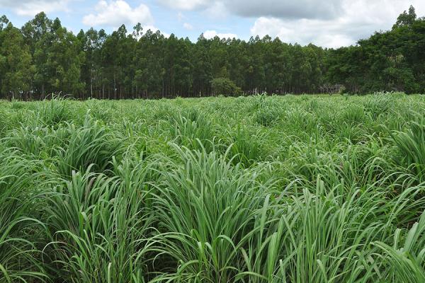 Andropogon