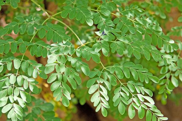 Moringa